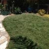 Natural-sod-central-home supply